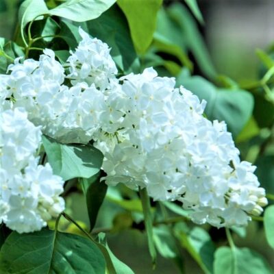 Common White Lilac Garden Plant