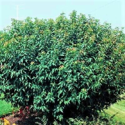 Compact Amur Maple Shrub Garden Plant