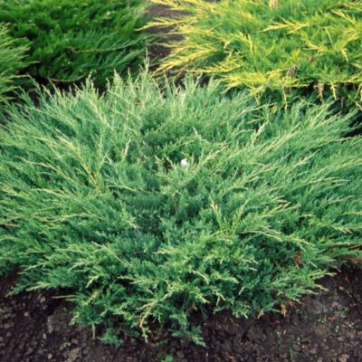 Compact Andorra Juniper Garden Plant