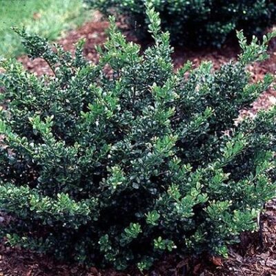 Compact Japanese Holly Garden Plant