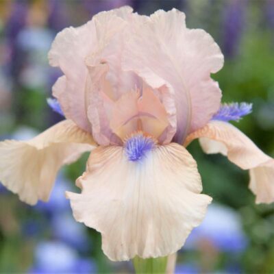 Concertina Tall Bearded Iris Garden Plant