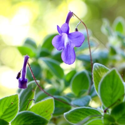 Concord Blue African Violet Streptocarpella Garden Plant