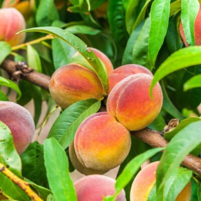 Contender Peach Tree Garden Plant