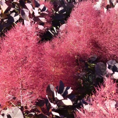 Cooke's Purple Smoke Tree Garden Plant