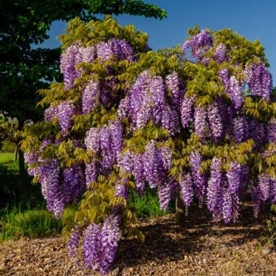 Cooke's Purple Wisteria Garden Plant