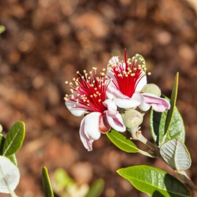 Coolidge Pineapple Guava Garden Plant