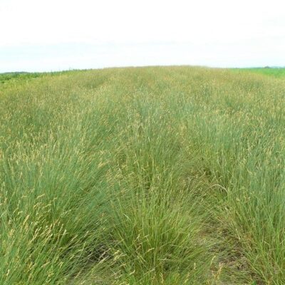 Copper Shouldered Oval Sedge Garden Plant