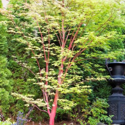 Coral Bark Japanese Maple Garden Plant