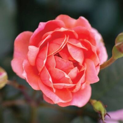 Coral Knock Out Rose Garden Plant