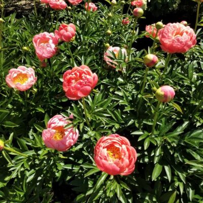 Coral Sunset Peony Garden Plant