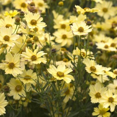 Coreopsis Creme Brulee Garden Plant