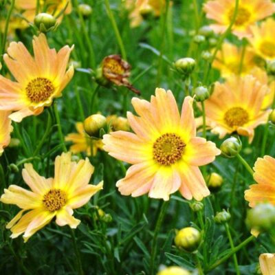 Coreopsis Sienna Sunset Garden Plant