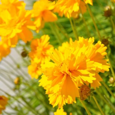 Coreopsis Sunray Garden Plant