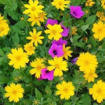 Coreopsis Sunshine Superman Garden Plant