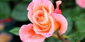 Easy Elegance My Rose Coretta Scott King Rose Garden Plant