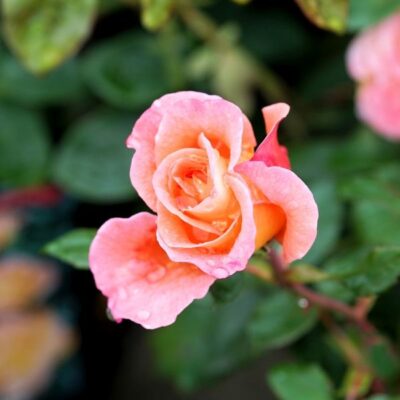 Coretta Scott King Rose Garden Plant