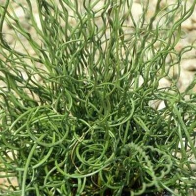 Corkscrew Rush Spiralis Garden Plant