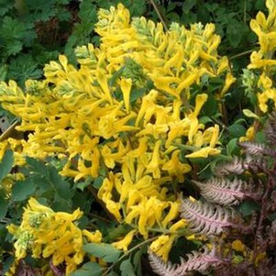 Corydalis Canary Feathers Garden Plant