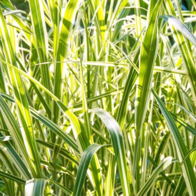 Cosmopolitan Maiden Grass Garden Plant