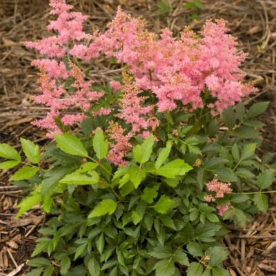 Country and Western Astilbe Garden Plant