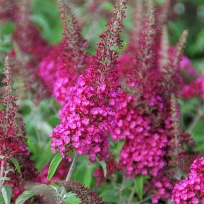 CranRazz Butterfly Bush Garden Plant