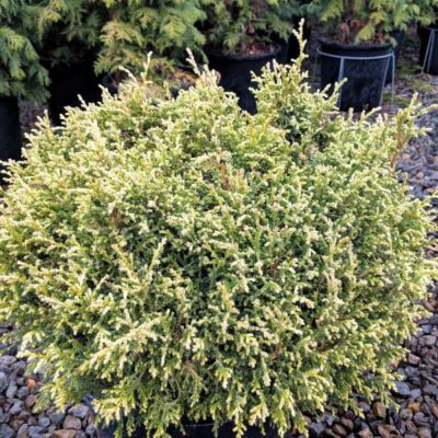 Cream Ball False Cypress Garden Plant