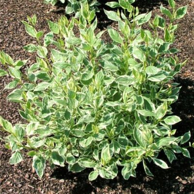 Creme de Mint Siberian Dogwood Garden Plant