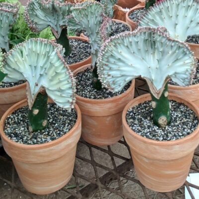 Crested Cactus Garden Plant