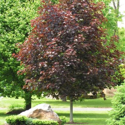 Crimson King Maple Garden Plant