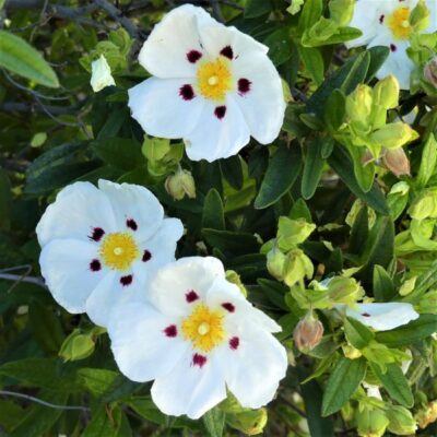 Crimson-Spot Rockrose Garden Plant