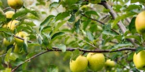 Crunch-A-Bunch Apple Tree Garden Plant