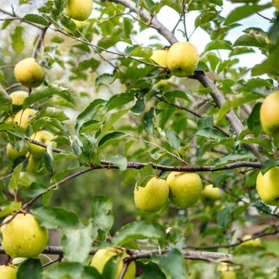 Crunch-A-Bunch Apple Tree Garden Plant