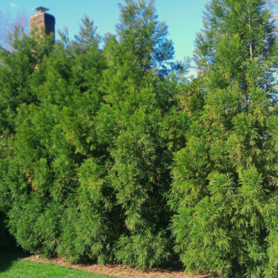 Cryptomeria Radicans Garden Plant