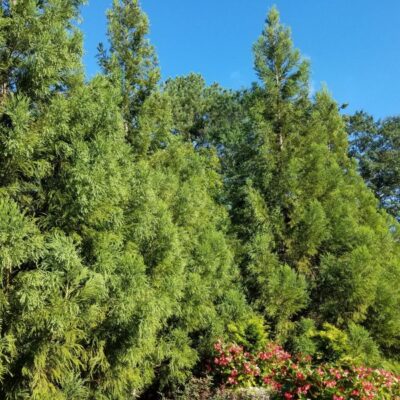 Cryptomeria Yoshino Garden Plant