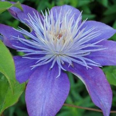 Crystal Fountain Clematis Garden Plant