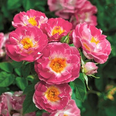 Cupid's Kisses Rose Garden Plant