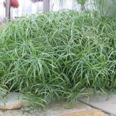 Cyperus Baby Tut Garden Plant