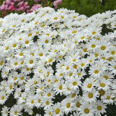 Daisy May Shasta Daisy Garden Plant