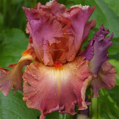 Dame de Coeur Tall Bearded Iris Garden Plant