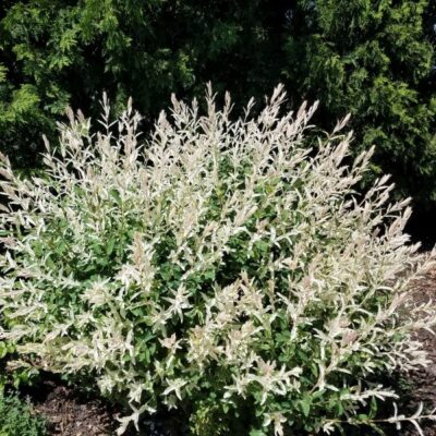 Dappled Willow Garden Plant