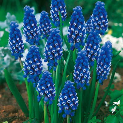 Dark Eyes Muscari Garden Plant