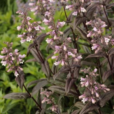 Dark Towers Penstemon Garden Plant