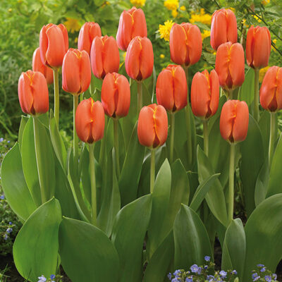 Darwi Orange Tulip Garden Plant