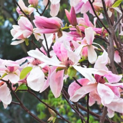 Daybreak Magnolia Garden Plant