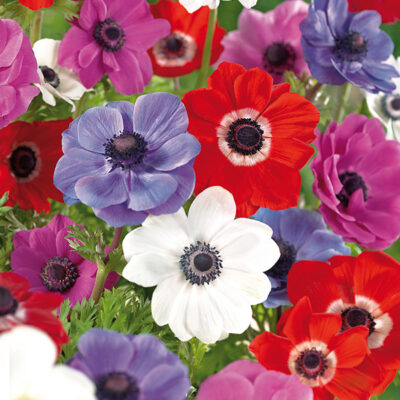 De Caen Anemone Mix Garden Plant