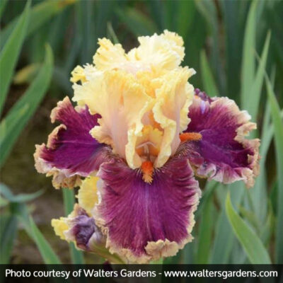 Decadence Tall Bearded Iris Garden Plant