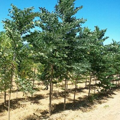 Decaf Kentucky Coffeetree Garden Plant