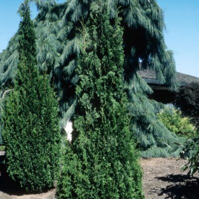 Degroot's Spire Arborvitae Garden Plant