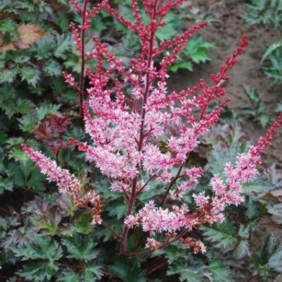 Delft Lace Astilbe Garden Plant