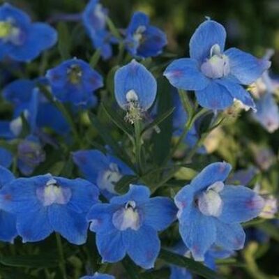 Delphinium Butterfly Blue Garden Plant